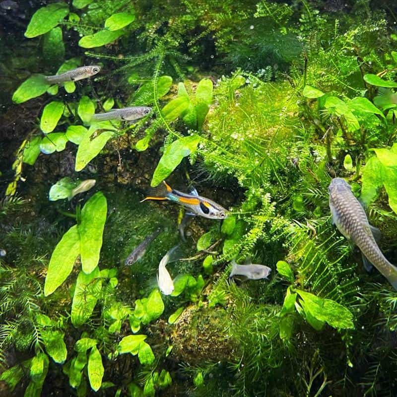 Endler's Livebearer Tank Mates