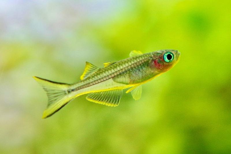 Forktail Rainbowfish