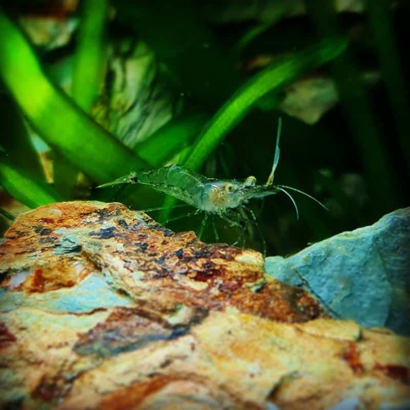 Ghost shrimp goldfish best sale