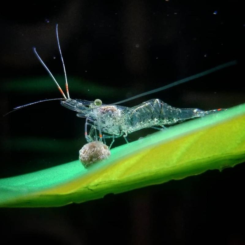 Ghost Shrimp Diet