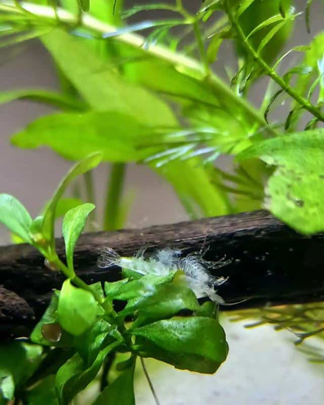 Ghost Shrimp Molting