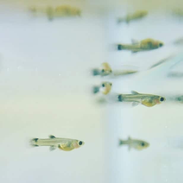 Guppy Fry: How to Care for Baby Guppies?