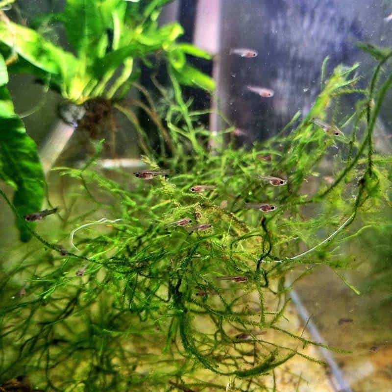 Guppy Fry: How to Care for Baby Guppies?