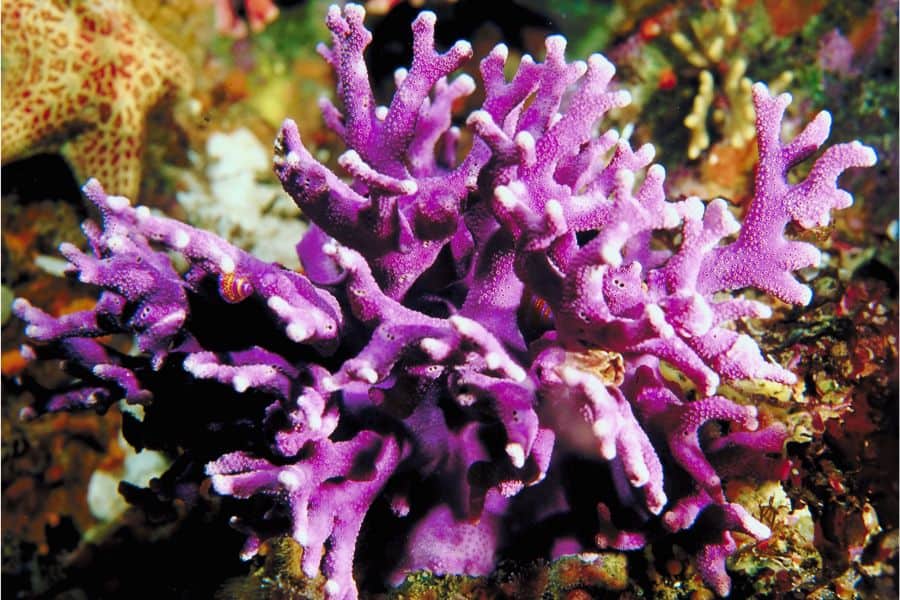 Hydrocorals