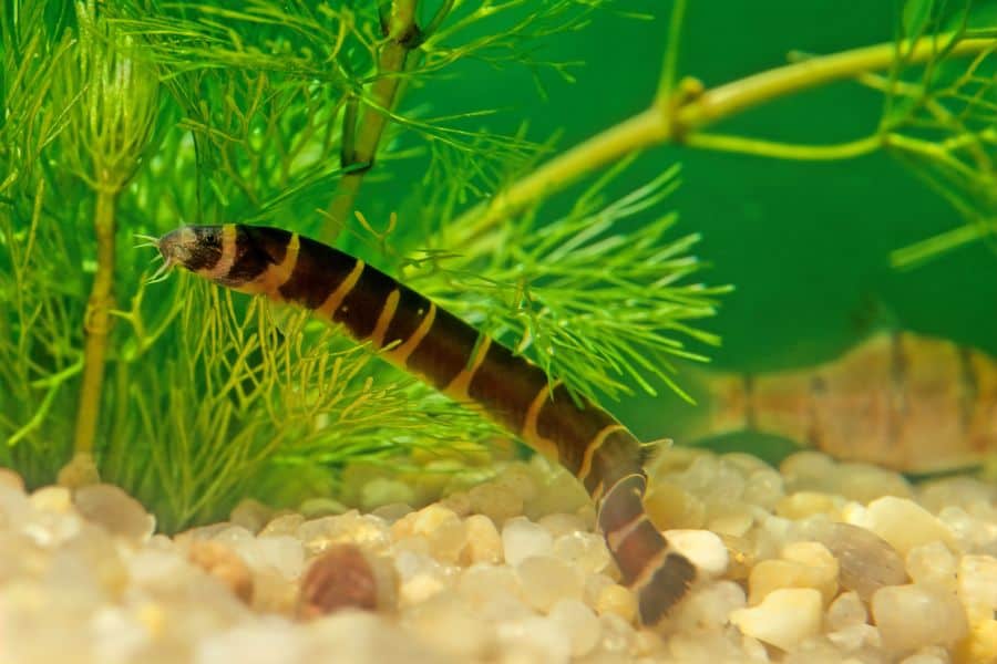 Kuhli Loach