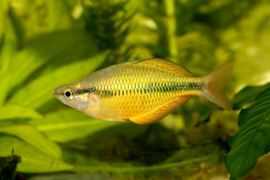 Lake Tebera rainbowfish