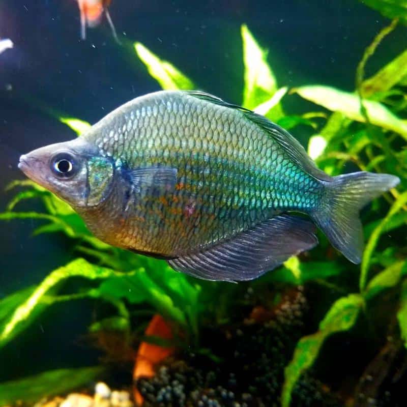 Lake Wanam Rainbowfish