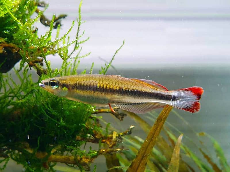 Madagascar Rainbowfish