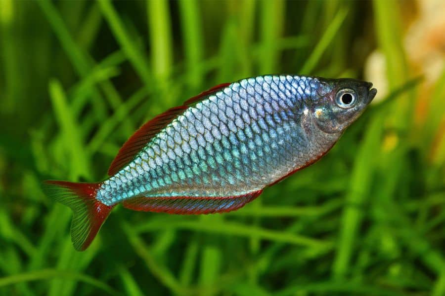 Neon Rainbowfish