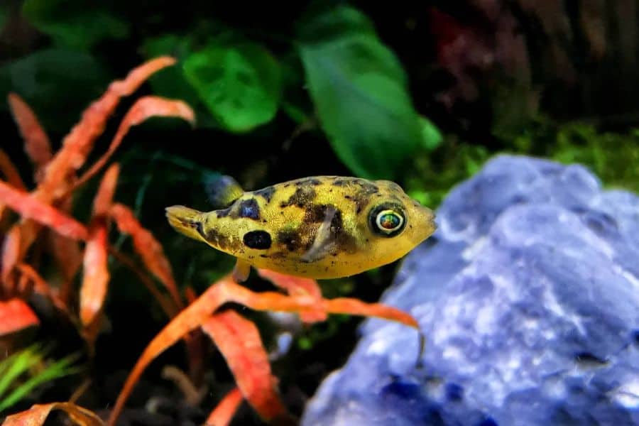 Pea Puffer Care: Size, Diet, Tank Mates, & More - The Aquarium Life