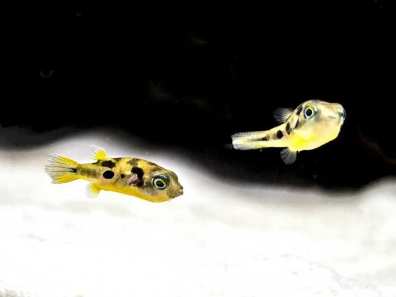 Pea Puffer (Carinotetraodon travancoricus)