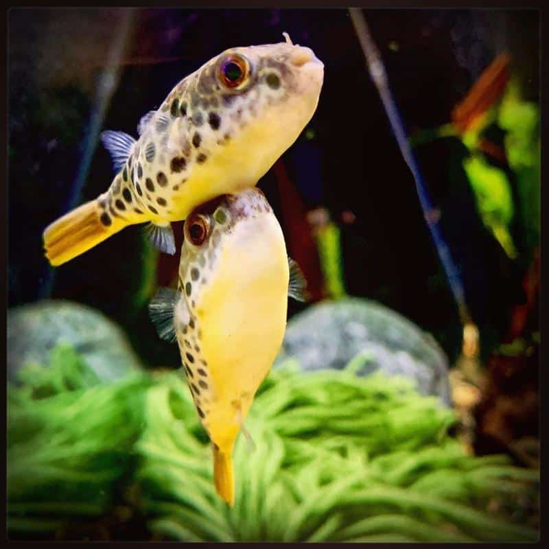 Pea Puffer Tank Mates