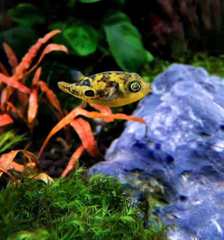 Pea Puffer in tank