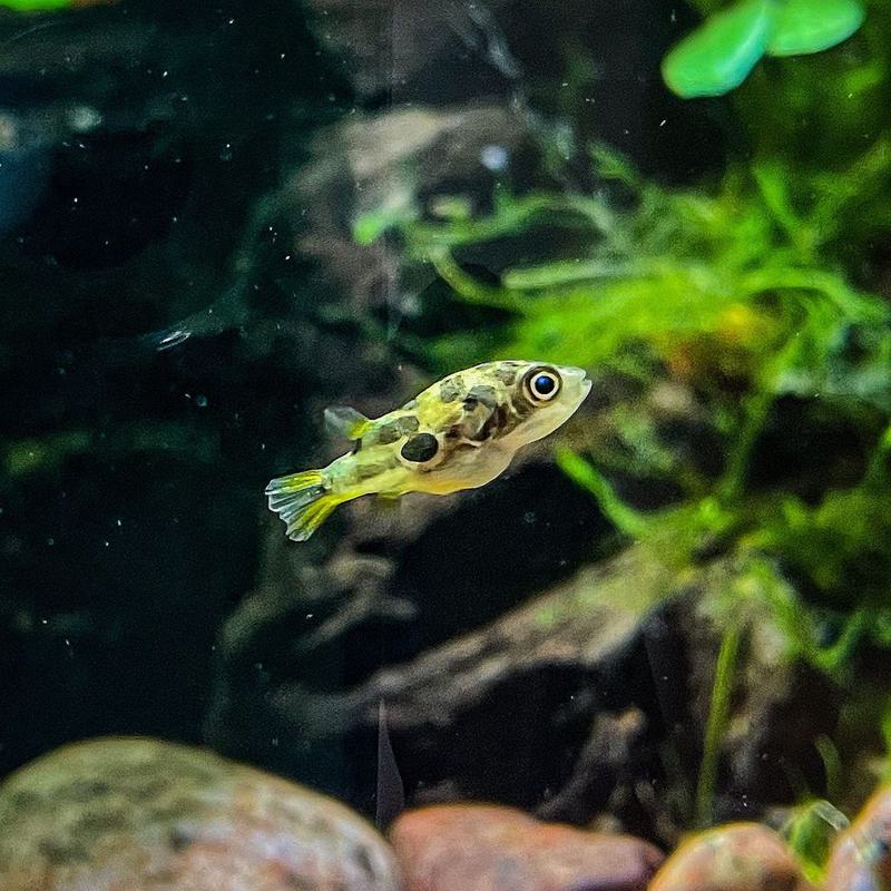 Pea Puffer