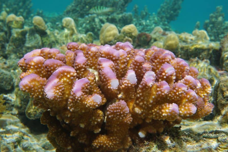 Pocillopora