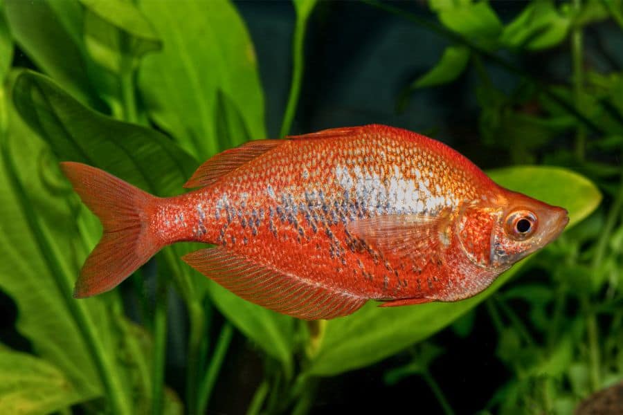 Red Irian Rainbowfish