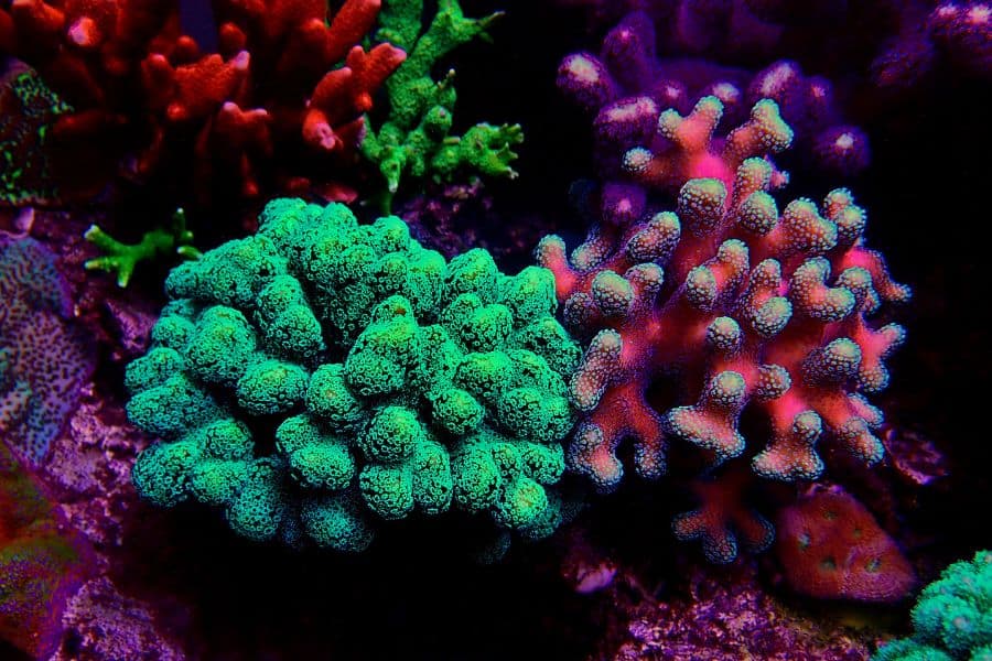 Small Polyp Stony Corals