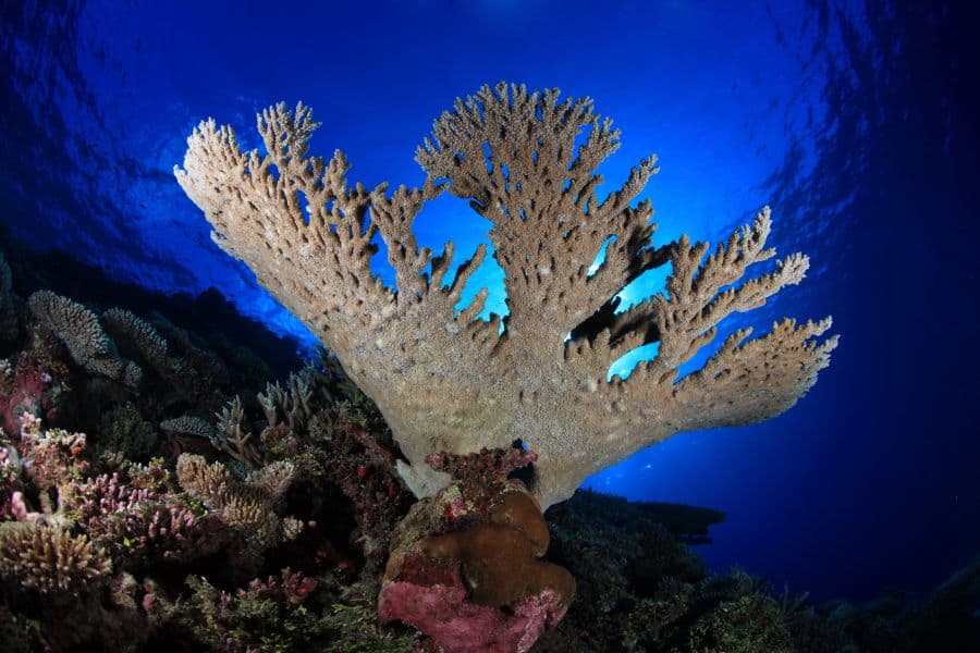 Stony Corals