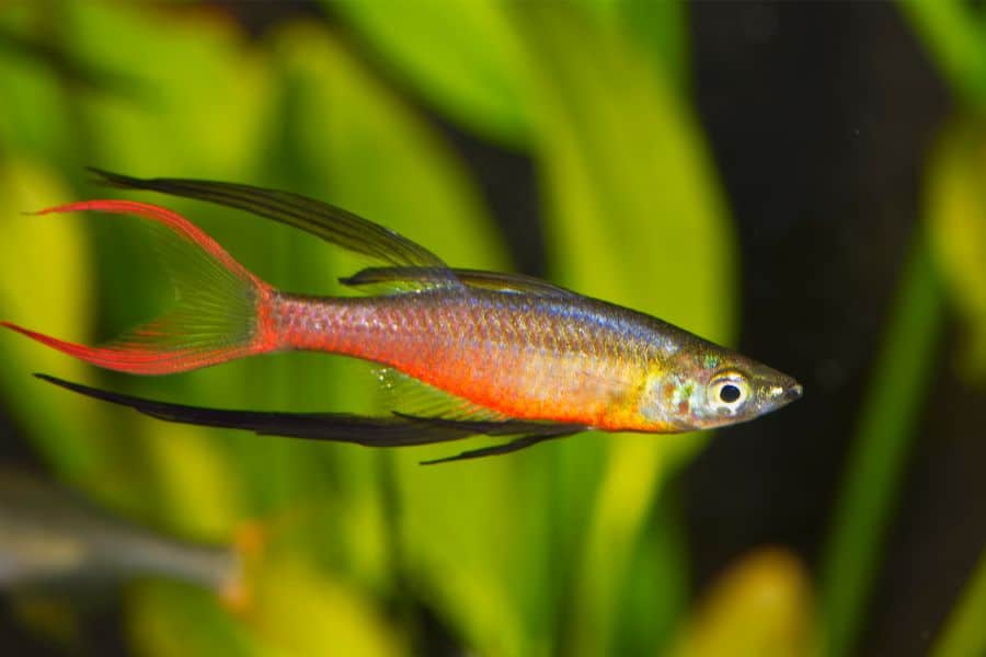 Threadfin Rainbowfish