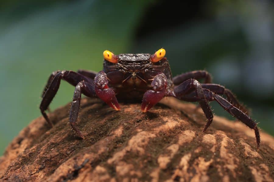 Vampire Crab