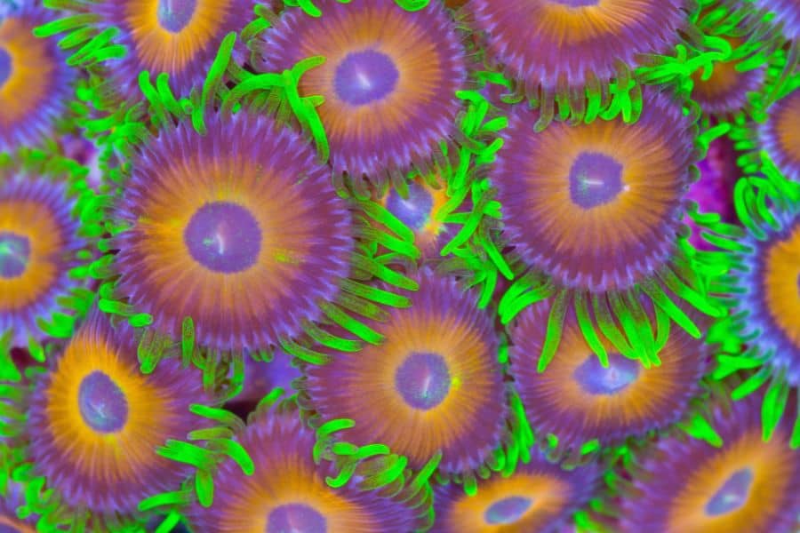 Zoanthids