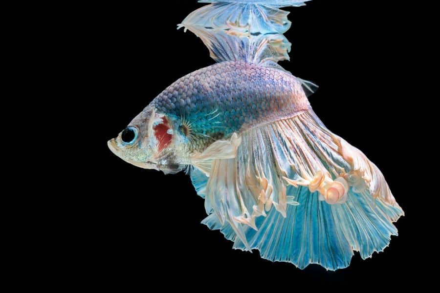 betta fish diseases