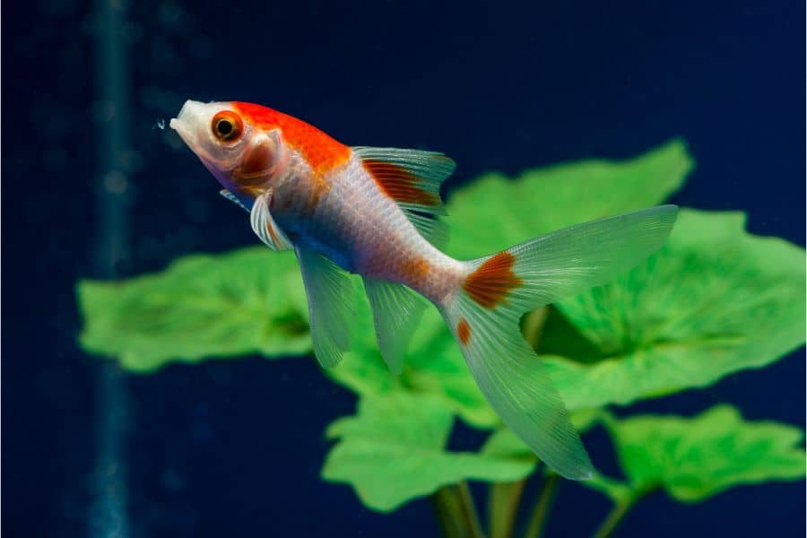 comet goldfish