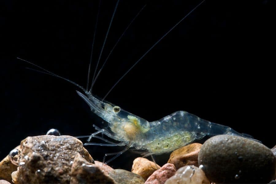 Ghost Shrimp Profile: Size, Lifespan, Diet & Care