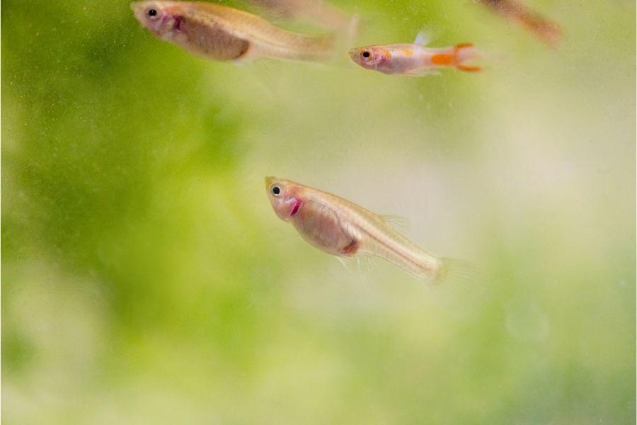 guppy fry