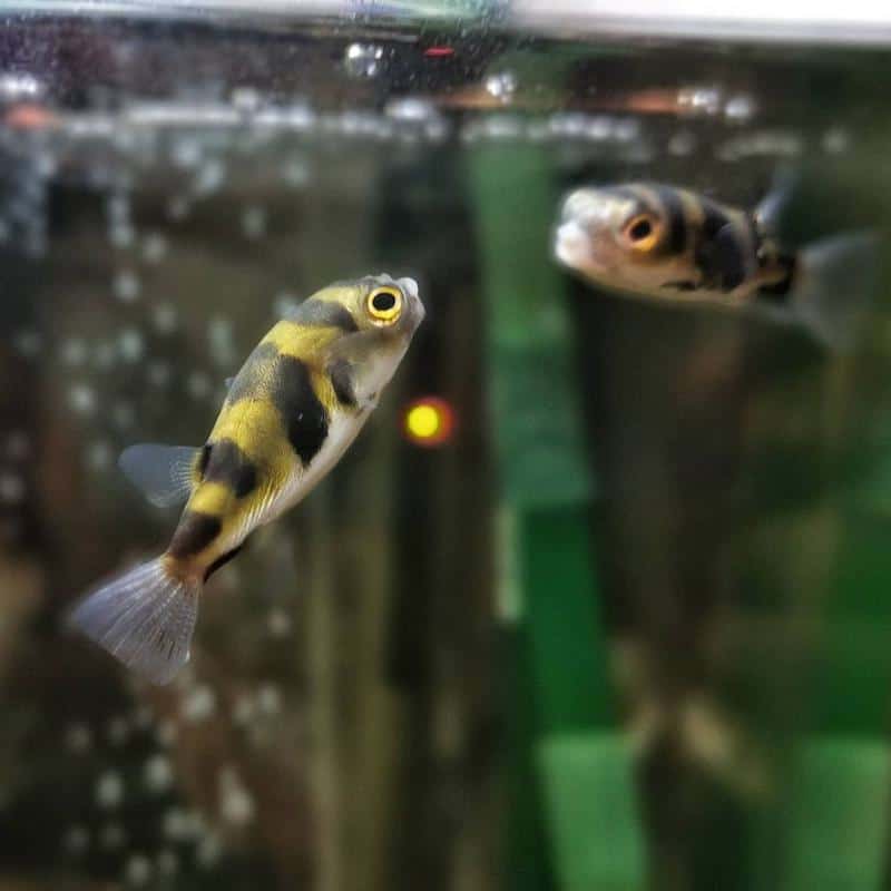 Amazon Puffer