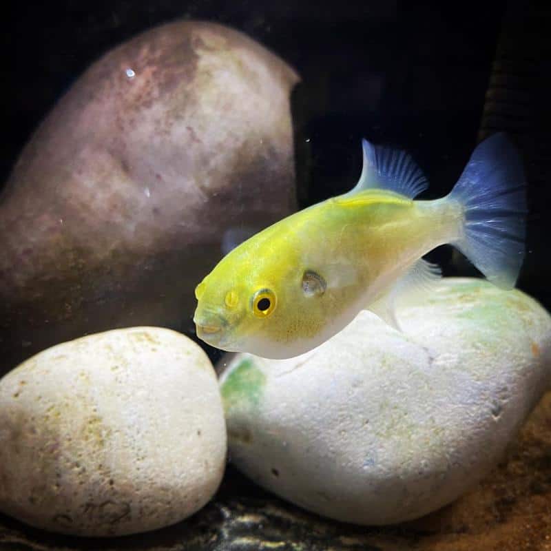 Avocado Puffer