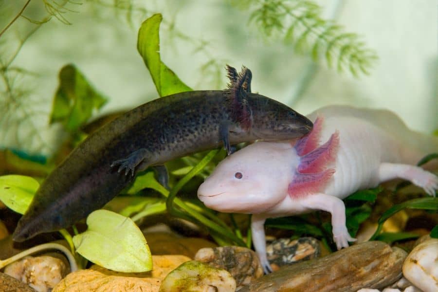 Axolotls