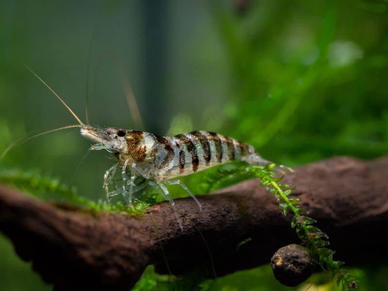 Babaulti Shrimp