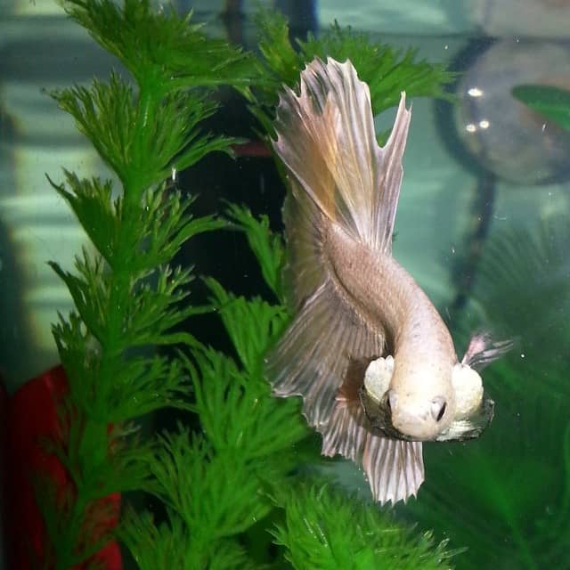 Betta Flaring