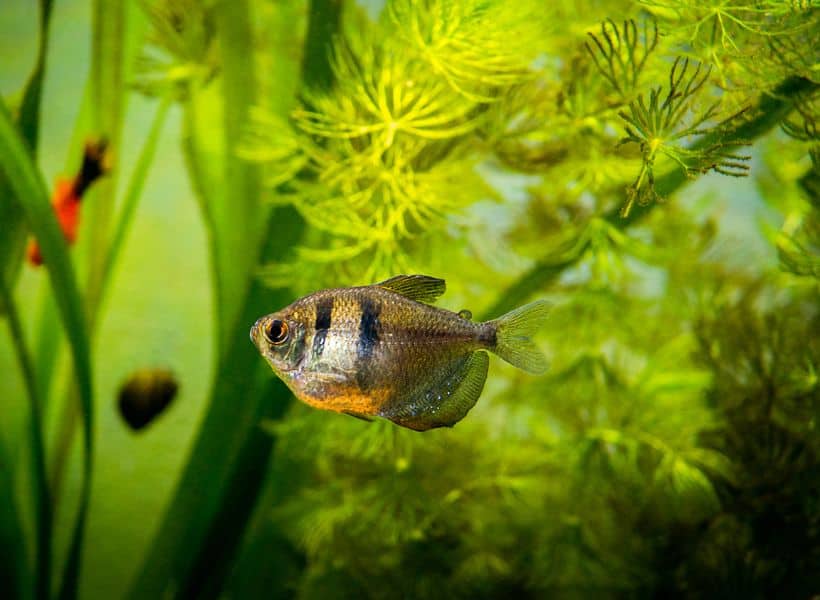 Black Skirt Tetra Appearance