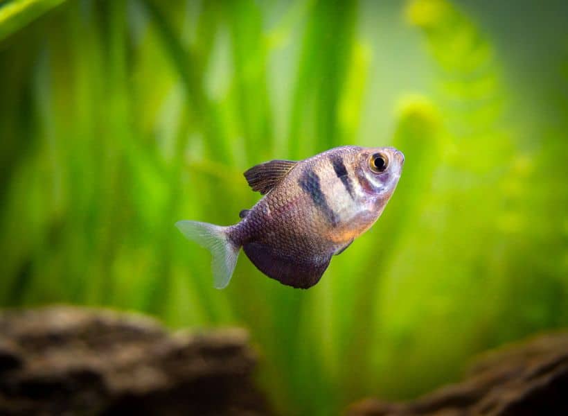 Black Skirt Tetra (Gymnocorymbus ternetzi)