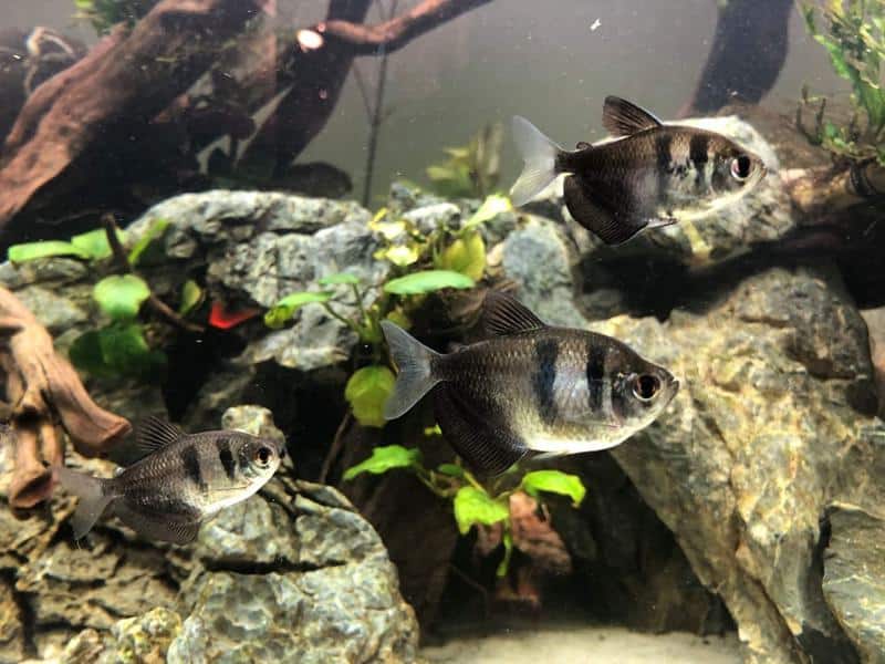 Black Skirt Tetra in Tank