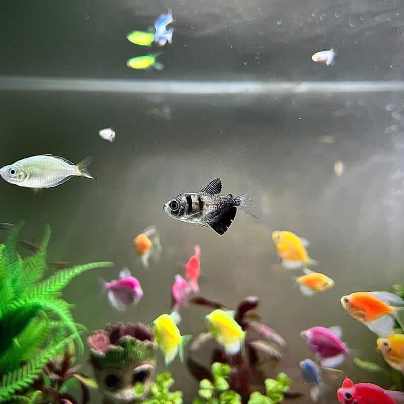 Black Skirt Tetra with Tankmates