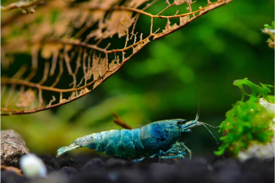 Blue Bolt Shrimp