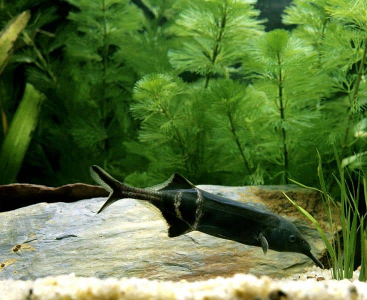 Elephant Nose Fish (Gnathonemus petersii)