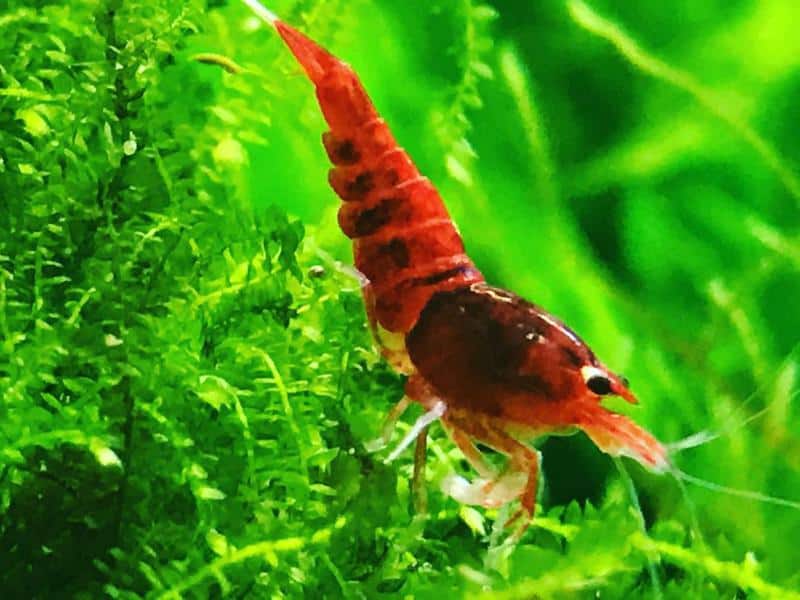 Extreme Wine Red Shrimp