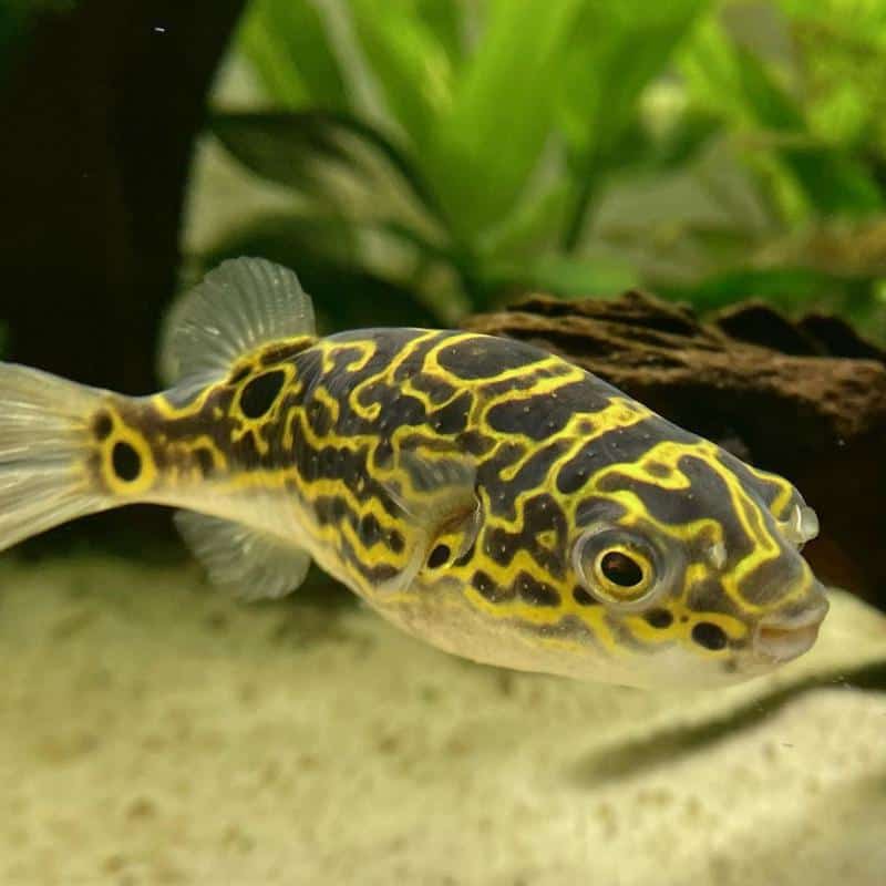 Eyespot Puffer