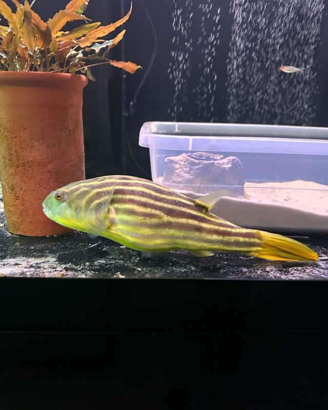 Fahaka Puffer