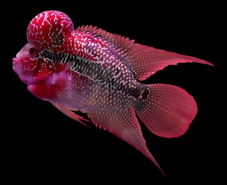 Flowerhorn