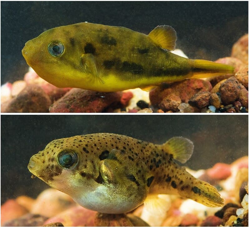 Imitator Puffer