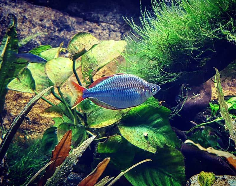 Neon Rainbowfish