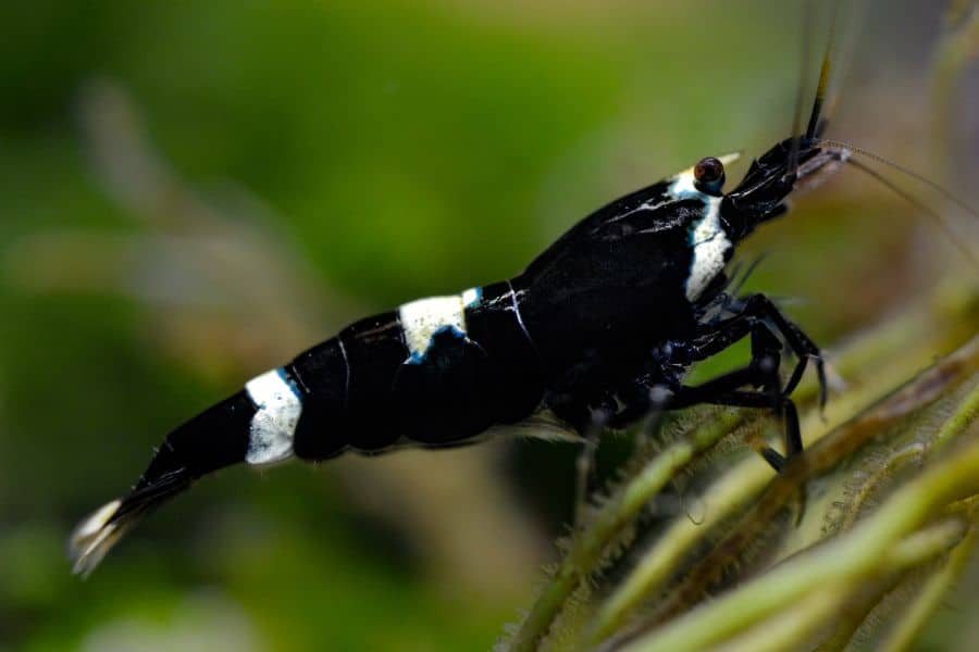 Panda Shrimp