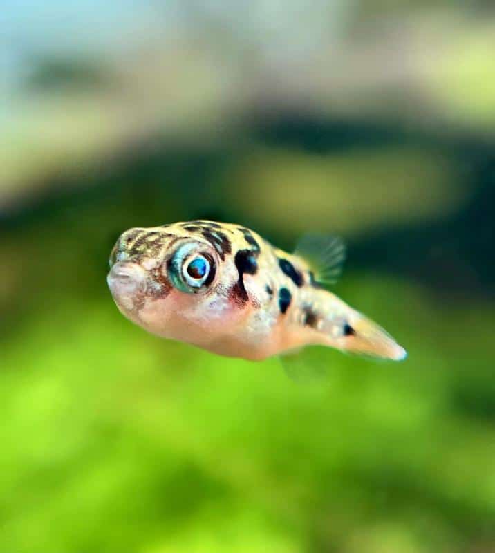 Pea Puffers