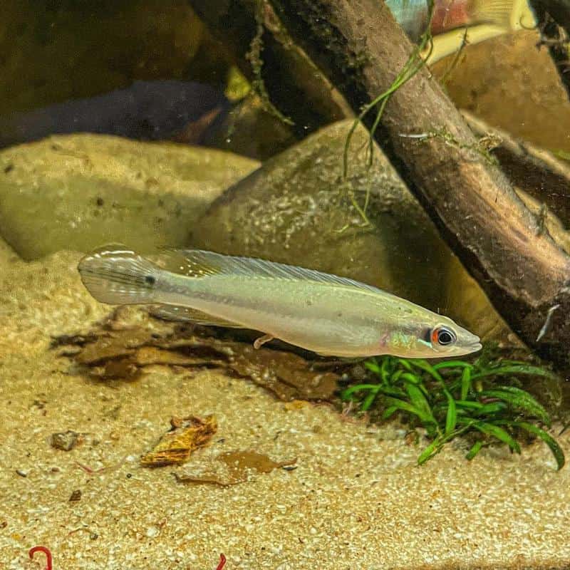 Pike Cichlids (Crenicichla lenticulata)