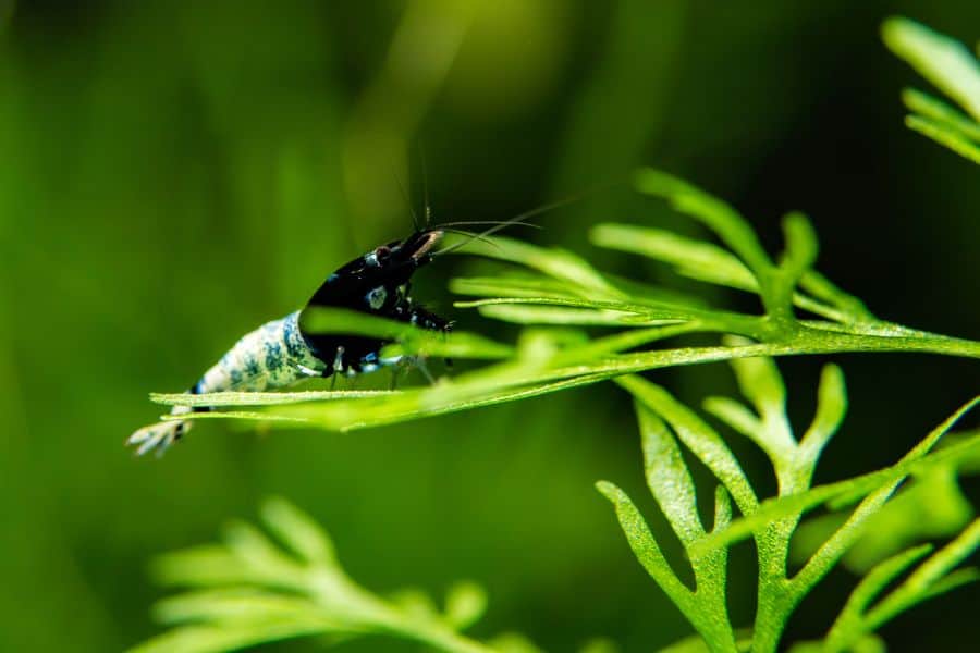 Pinto Shrimp